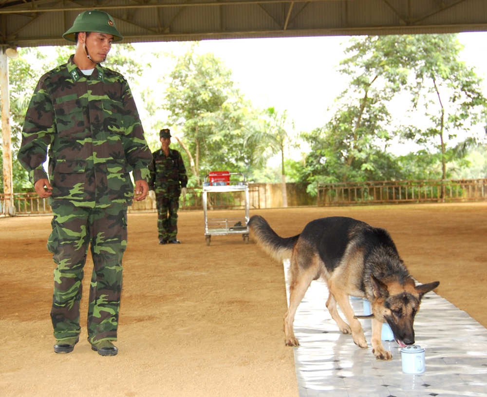 Huấn luyện chó nghiệp vụ nhận biết mùi.
